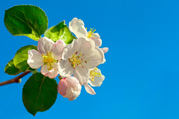 Apple tree blossom