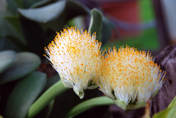 Haemanthus albiflos (paintbrush)