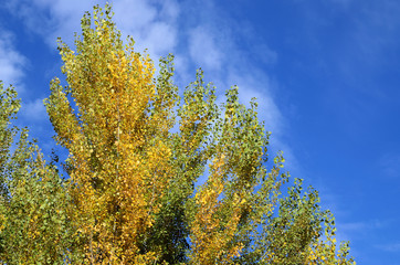 Fototapeta na wymiar poplars in autumn