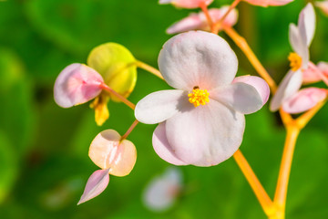 Fototapeta na wymiar Begonia fenicia, Begoniaceae, endangered species VU