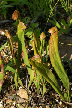 Sarracenia minor, Sarraceniaceae, North America Southeastern