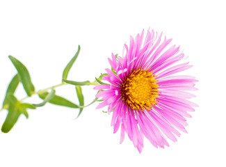 magenta chrysanthemum