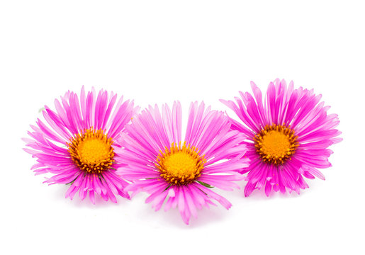 magenta chrysanthemum