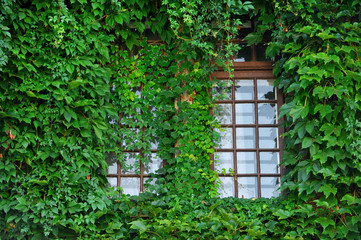 Windows covered by green ivy