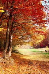 Colorful autumn trees