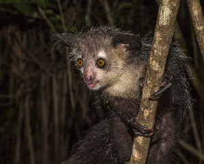 Naklejka na ściany i meble Aye-aye, nocturnal lemur of Madagascar