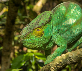 Colorful chameleon of Madagascar