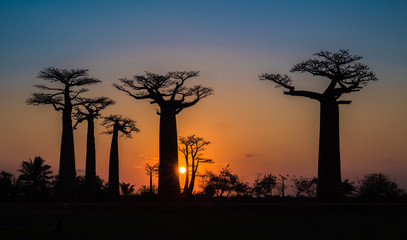 Fototapeta na wymiar Sunset over Alley of the baobabs, Madagascar.