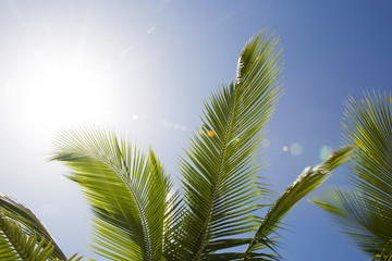 Beautiful palm trees