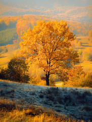Autumn tree in open field