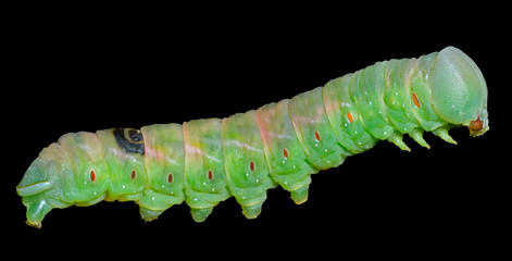 Green caterpillar 3