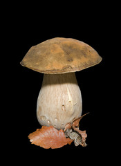 Mushroom (Cape) 4