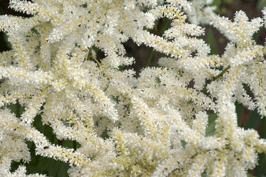 Astilben