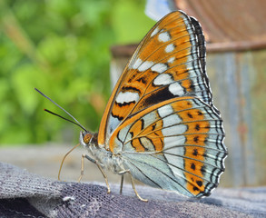 Butterfly (Limenitis populi ussuriensis) 2