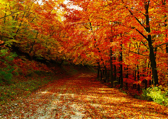 Trees with red leaves