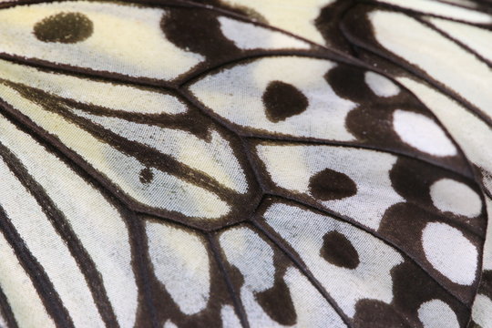 Macro shot,close-up of a Large Tree Nymphs(Paper Kite,Rice Paper) butterfly wing