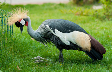black crowned crane on the green grass