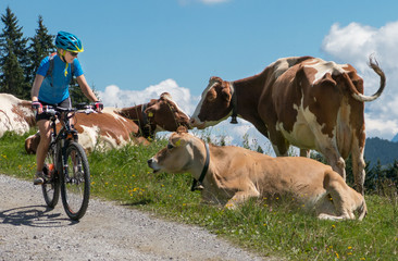 Mountainbikerin trifft auf weidende Kühe