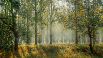 Rays of sun among the trees