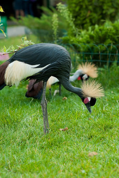 black crowned crane on the green grass