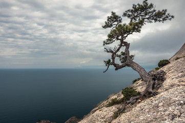 Obraz premium дерево на фоне моря