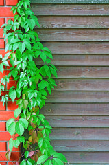 Curly Parthenocissus on the background of a wooden fence with br