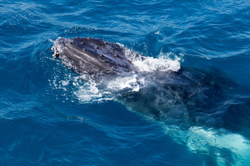 Fototapeta premium Whale in Hervey Bay