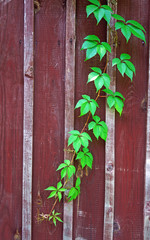 Parthenocissus branch on burgundy wooden fence (vertical image)