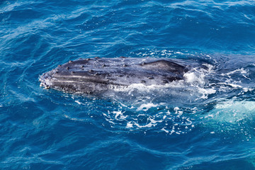 Naklejka premium Whale in Hervey Bay