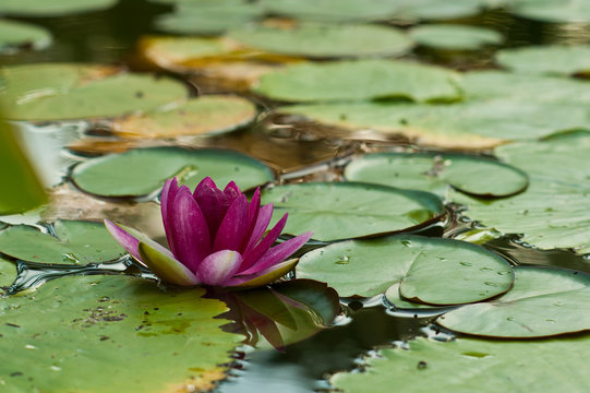 blooming purple water lily on the water