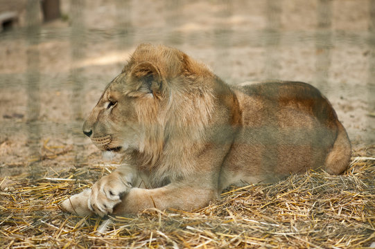 lion resting in aviary in zoo