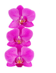 Fototapeta na wymiar flowers of orchid border