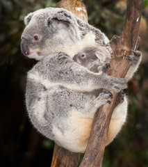 Obraz premium baby koala