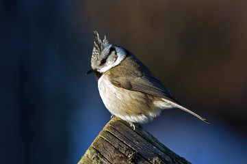 Fototapeta premium A closeup of the Crested Tit in the Sun