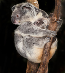 baby koala