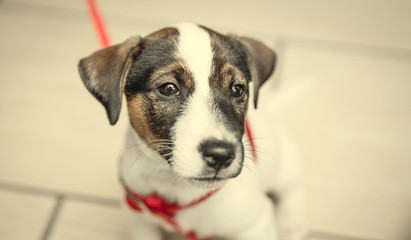 jack russel puppy