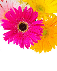 border of gerbera flowers