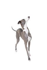 Obraz premium イタリアングレーハウンド