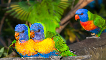 lorikeet from Australia