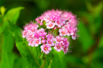 Spiraea japonic, Meadowsweet, Rosaceae, Japan