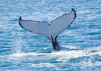 whale Hervey Bay Australia