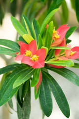 Euphorbia punicea, poinsettia Jamaica, Jamaica, Euphorbiaceae