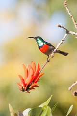 A wild Greater Double-Collared Sunbird next to a red flower