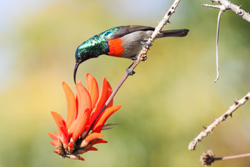 A wild Greater Double-Collared Sunbird feeding on a red flower