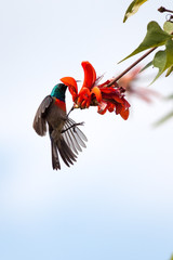 A wild Greater Double-Collared Sunbird feeding on a red flower