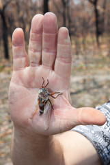 cicada Australia