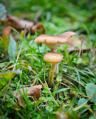 Honey agaric mushrooms in grass