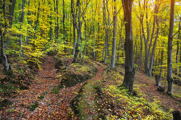 Autumn forest