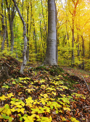 Autumn forest