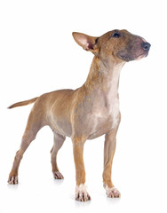 bull terrier